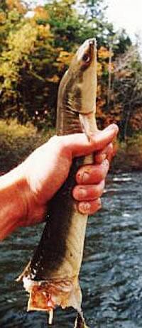 Eel Update Jan 27, 2014