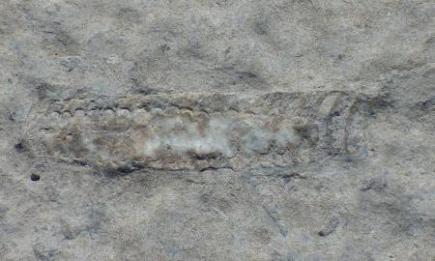 orthocone_2