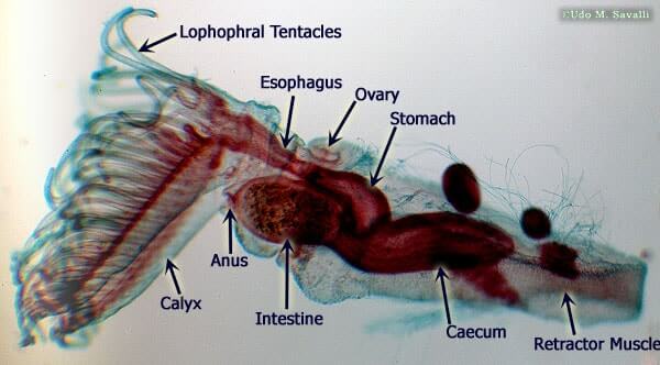 PectinatellaZooidLabel