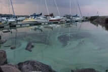 Blue green algae bloom in September 2013 in Ville Marie, QC on Lac Temiscaming. Photo: OBVT/Ambroise Lycke