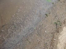 Photo: Barry Stemshorn