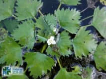 Photo: Ontario Federation of Anglers and Hunters