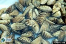 Photo: Ontario Federation of Anglers and Hunters