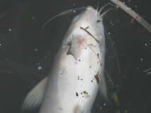 Victoria Island. Photo: Meredith Brown