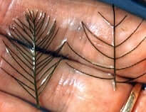 Millfoil: Invasive (left) & native (right). Photo: Dept. of Ecology, State of Washington