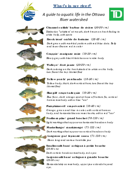 Qu’y a-t-il dans la rivière?