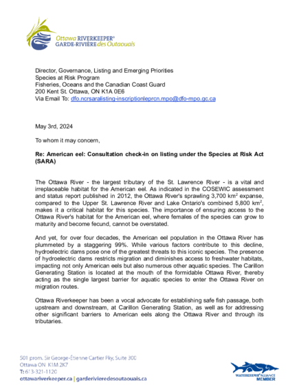 Letter about listing the American eel under SARA