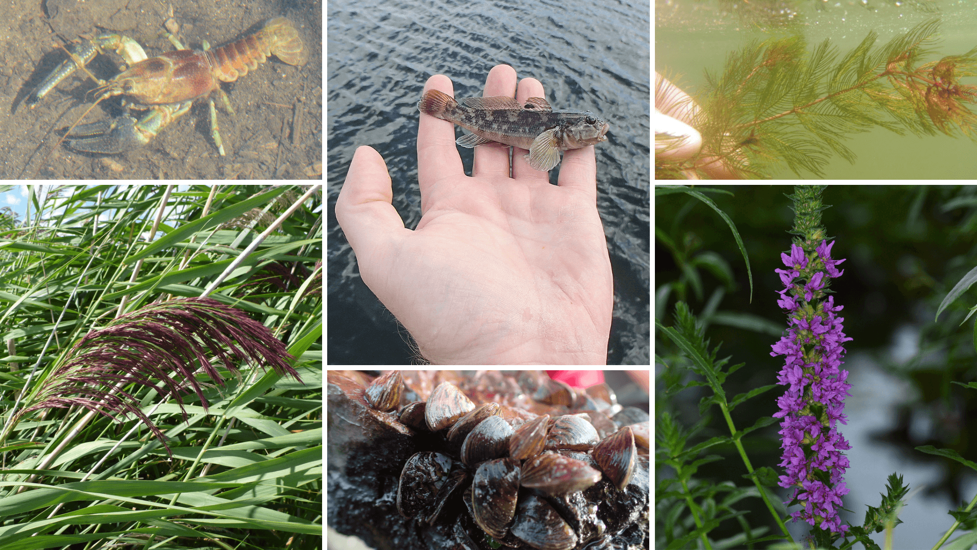 The Impact of Invasive Species on the Ottawa River Watershed