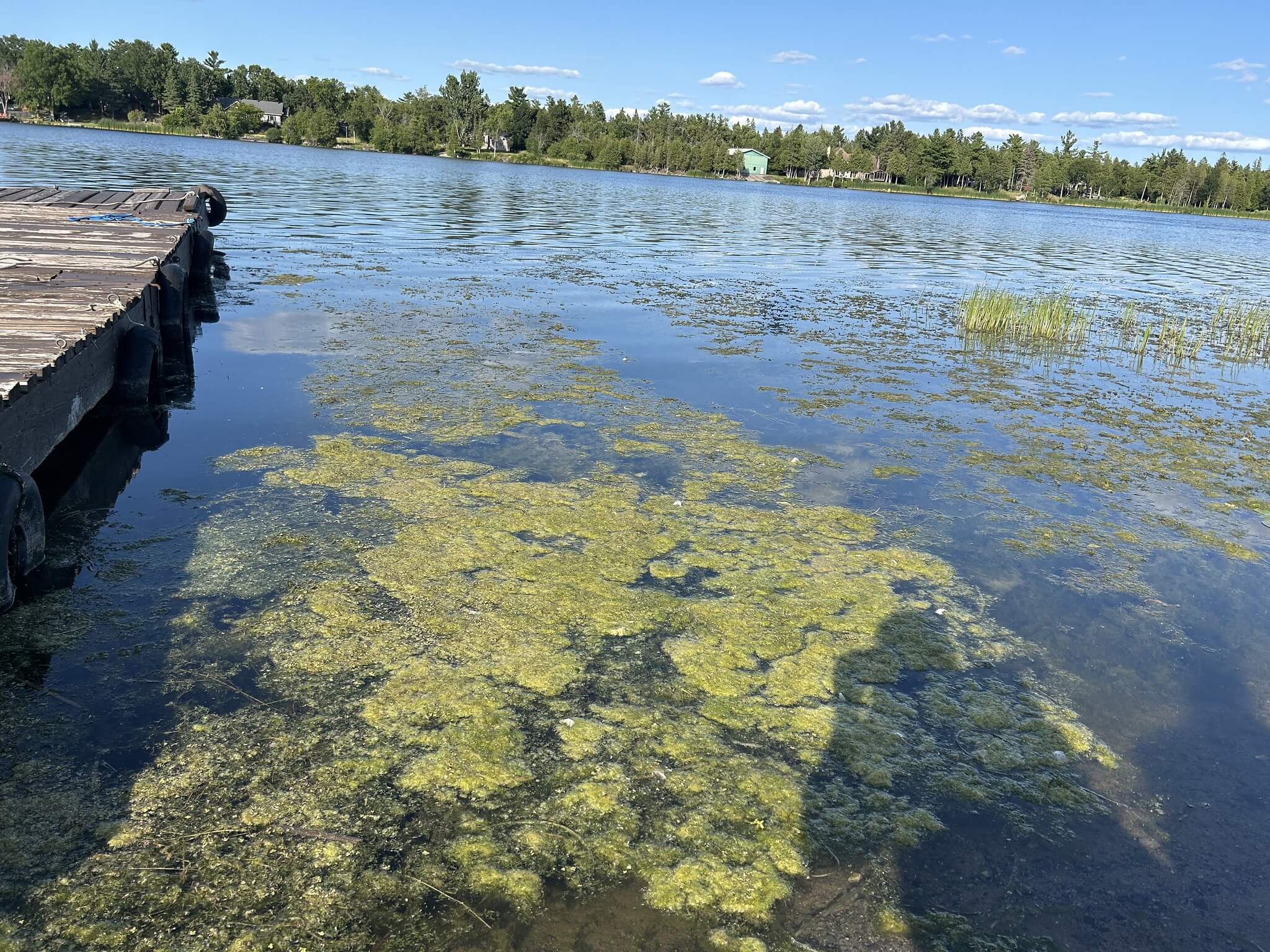 It’s Not Just a Summer Problem: Help Track Algal Blooms Into Fall