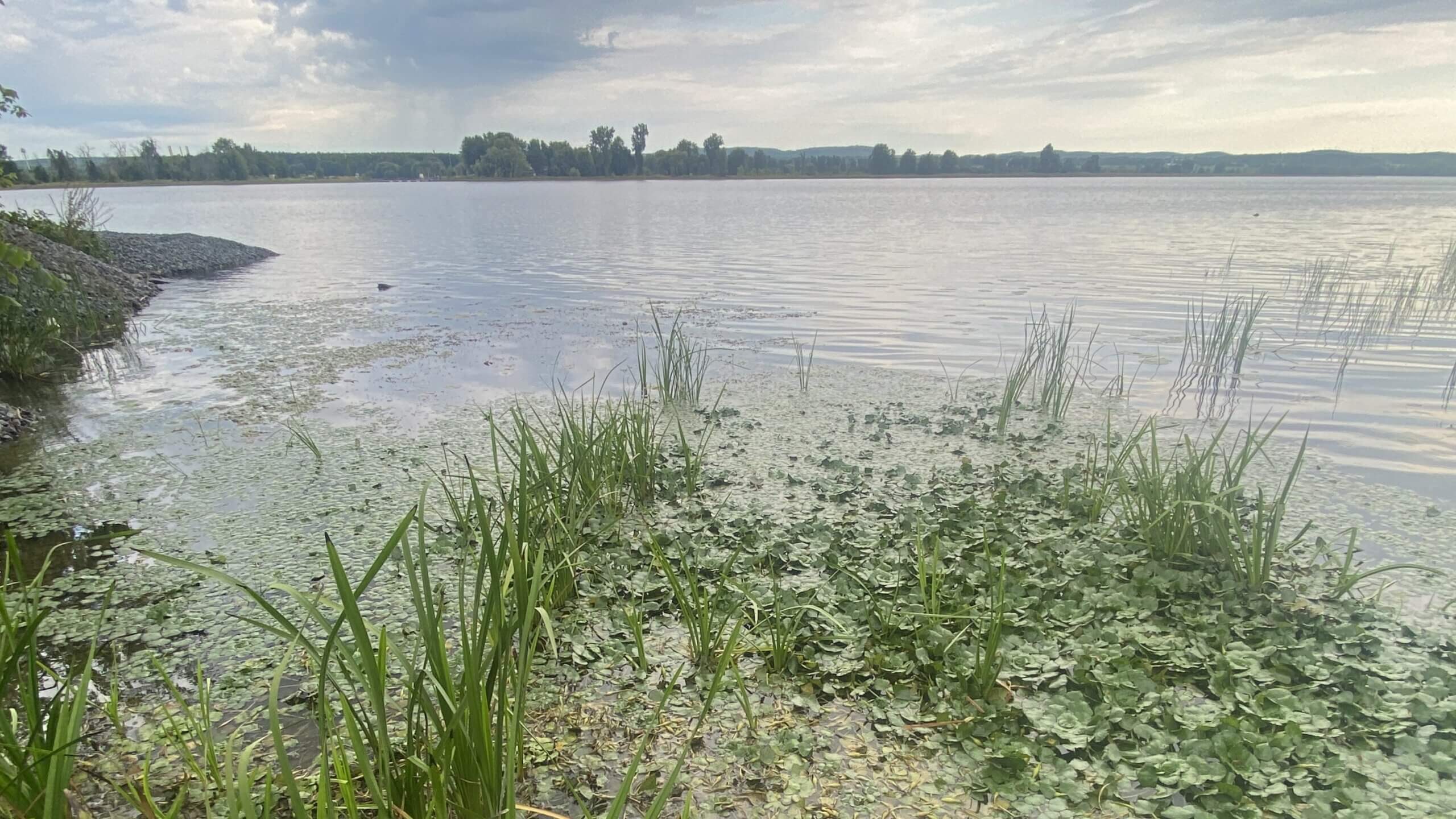 Mapping Populations of Invasive Species: Why Early Detection Matters