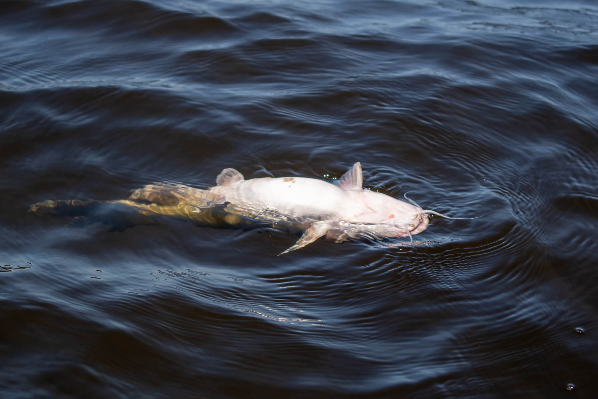 A $1.365M fine raises old questions about the 2019 fish kill events in the Lièvre River